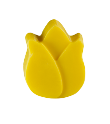 Die Tulpe